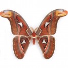 Бабочка Attacus atlas