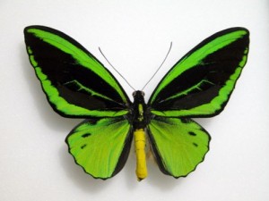 best_20120925-150521-4-4_-Ornithoptera-victoriae