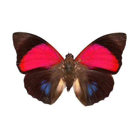 1-agrias-claudina-butterfly-dr-keith-wheeler