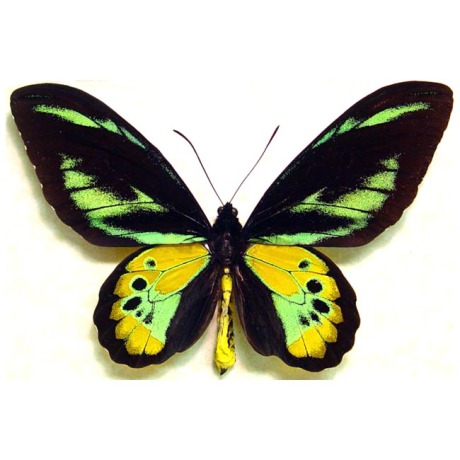 Ornithoptera-Rothschildi-Birdwing-Butterfly