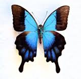 Papilio pericles