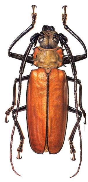 Callipogon (Enoplocerus) armillatus M
